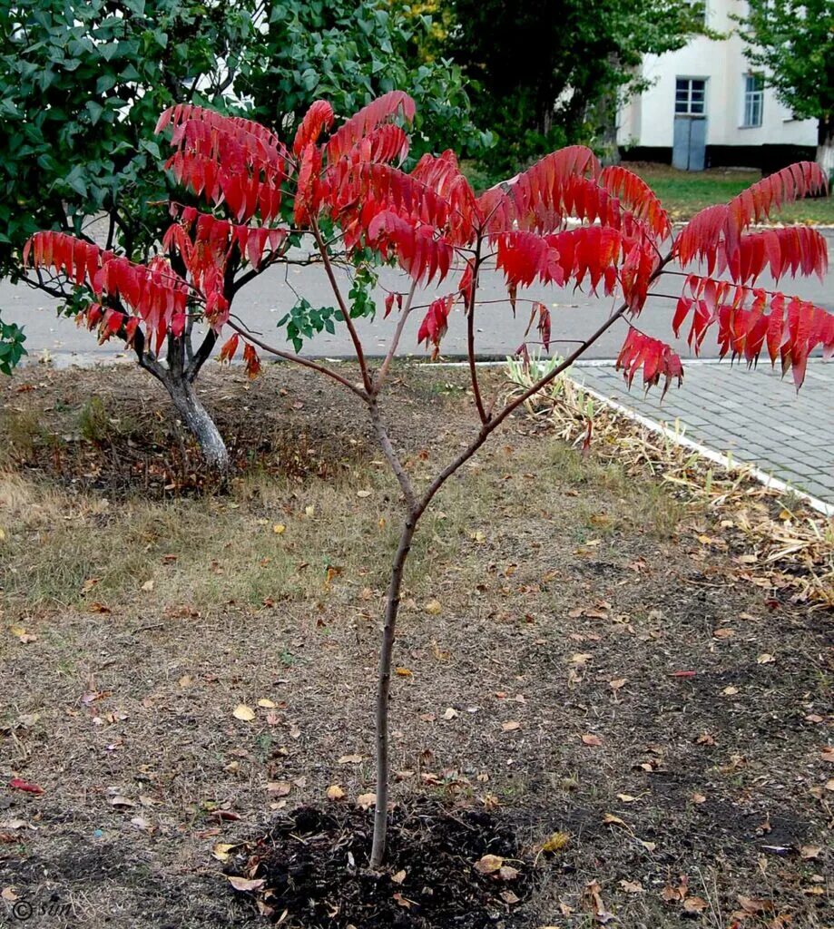 Сумах где находится. Сумах оленерогий Rhus typhina. Сумах пушистый оленерогий уксусное дерево. Сумах Rhus typhina. Сумах оленерогий уксусное.