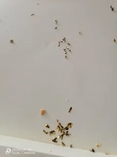 Корелла попугай помет