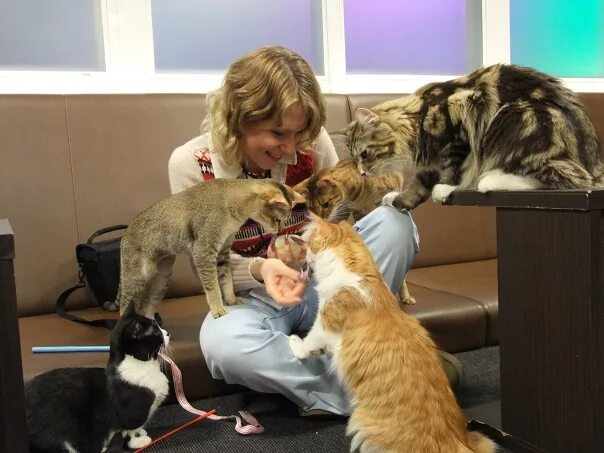Женщина живет с котом. Девушка кошка. Какие коты живут дольше всех. Женщина живет с котом. Женщина с кучей кошек.