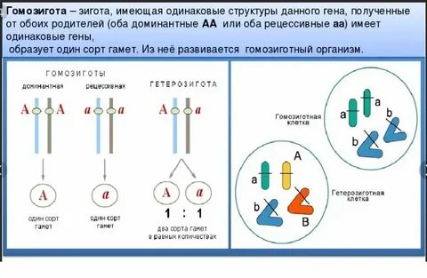 Кинтаз