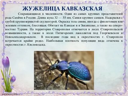 Вид обитающий только на определенной небольшой территории