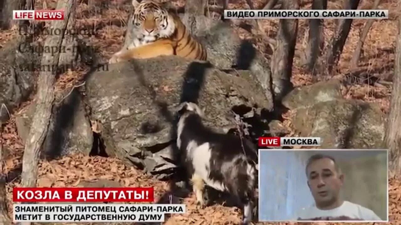 Депутаты козлы. Депутаты козлы. Депутаты козлы. Депутаты козлы. Депутаты козлы.