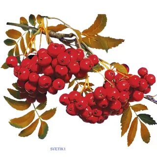 А рябина ягода словно огонек