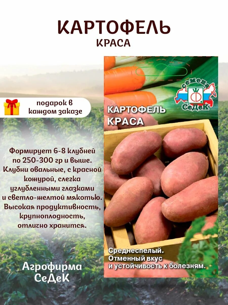 Краса мещеры картофель характеристика отзывы. Картофель Краса. Картофель Краса 0.02г (СЕДЕК). Картофель Шери описание. Краса картофель характеристика отзывы.