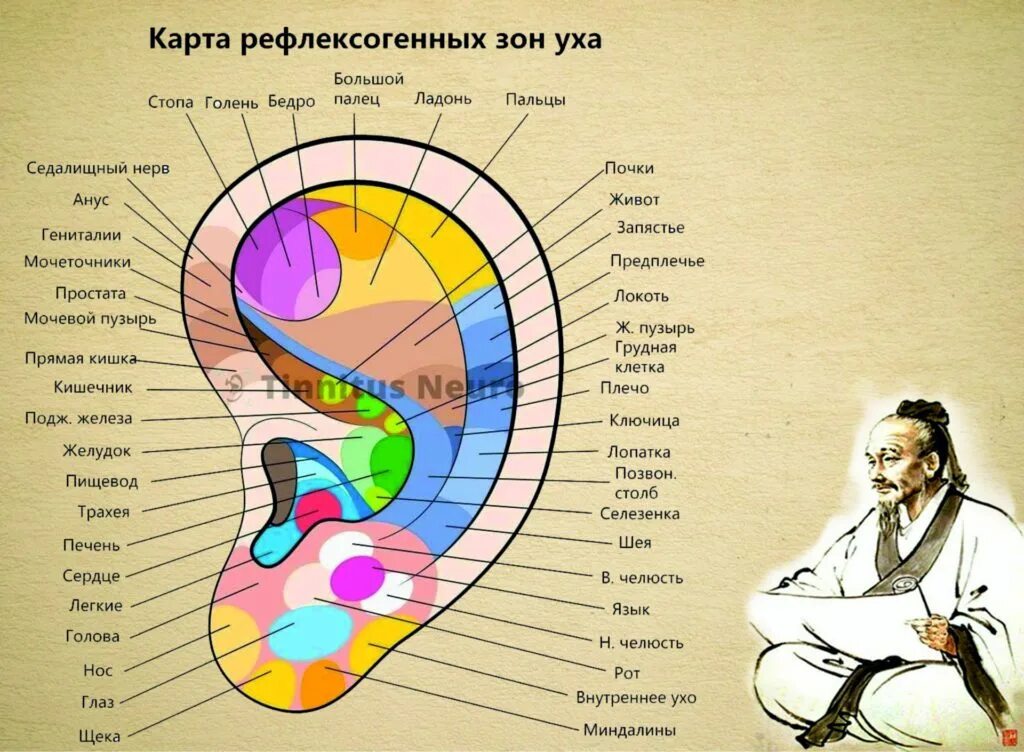 Зоны ушной раковины. Проекционные зоны ушной раковины. Точки на ухе для массажа.