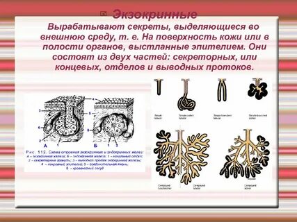 Органы выделяющие секрет