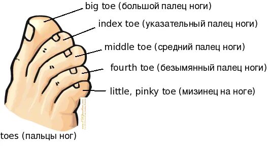 Как называется мизинец