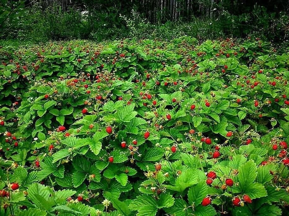 Земляничная поляна. Ракша земляничная поляна. На лесной земляничной полянке. Ягодная поляна клубника крым. Уральская лесная клубника.