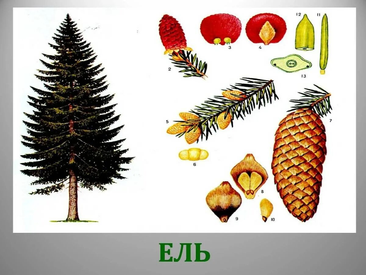 Хвойные 1 класс. Ель европейская классификация. Хвойные деревья для дошкольников. Листья и плоды ели. Ель окружающий мир.