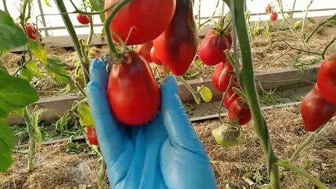 Сержант пеппер бронза