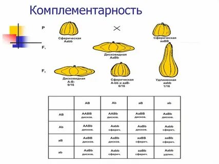 Комплементарность в генетике