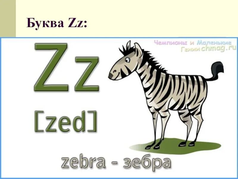 Буква z b v. Английский алфавит буква z. слова на букву z на английском. рисунок на букву z английский. слова на английскую букву z картинки.