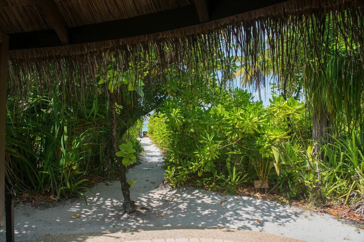 Coco мальдивы. Coco palm мальдивы. coco palm dhuni kolhu. coco palm dhuni kolhu beach villa. coco palm dhuni kolhu maldives 5.