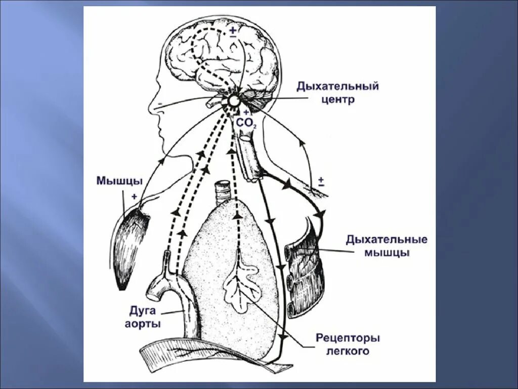 Рефлекторная регуляция дыхания схема. Нейрогуморальная регуляция дыхания схема. Гуморальная регуляция дыхательной системы. Рефлекторная регуляция дыхания таблица.