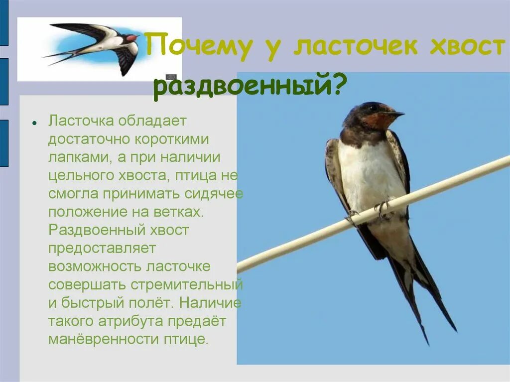 Текст про ласточку. Ласточка. Образ жизни ласточки. Ласточка виды птиц. Ласточка картинка с описанием.