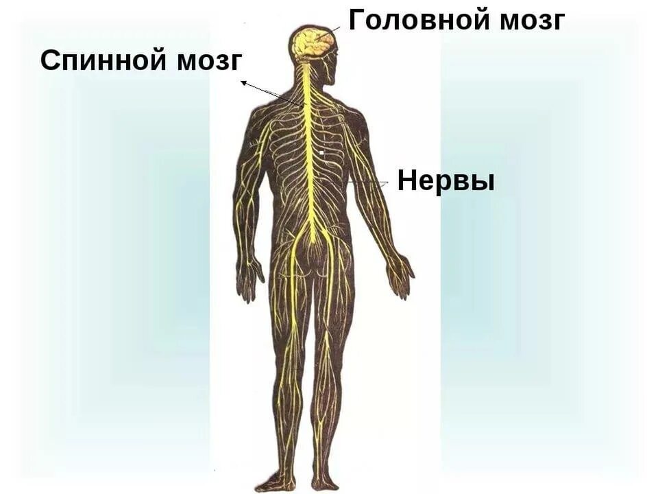 Строение нервной системы человека спинной мозг. Нервная система схема спинного мозга. Нервная система человека головной и спинной мозг. Нервная система человека для детей 3 класса.