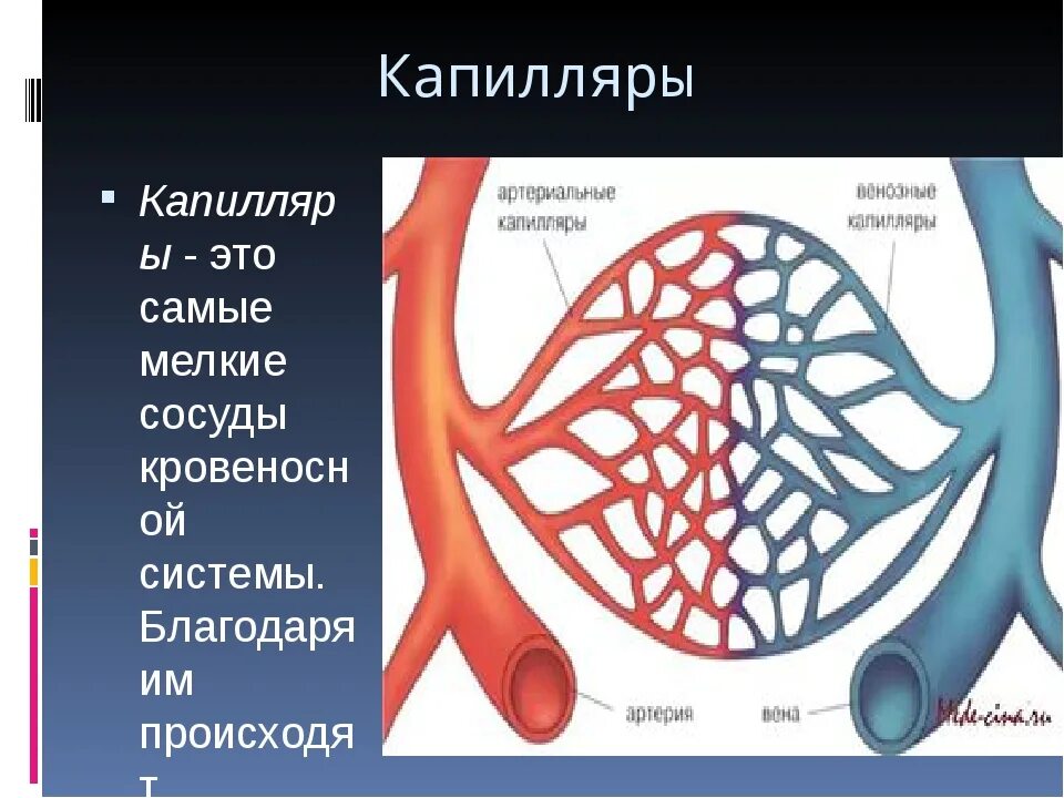 Капеляр. Капилляры в организме человека. Кровеносные сосуды капилляры. Капилляры в теле человека.