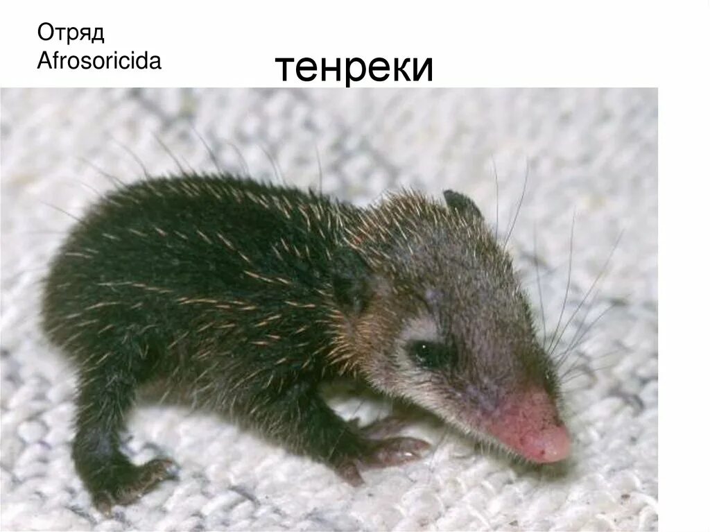 Щетинистый еж 6