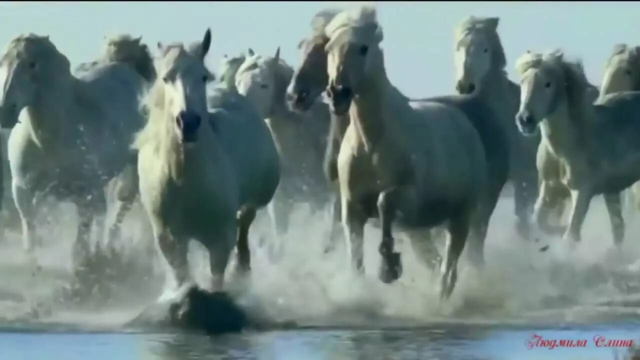 Мчится конь текст. Кони мчатся по буграм. Вороная конь бежит вдоль моря. Табун мифических несущихся лошадей красивая картинка.