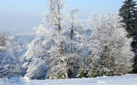 Snow trees