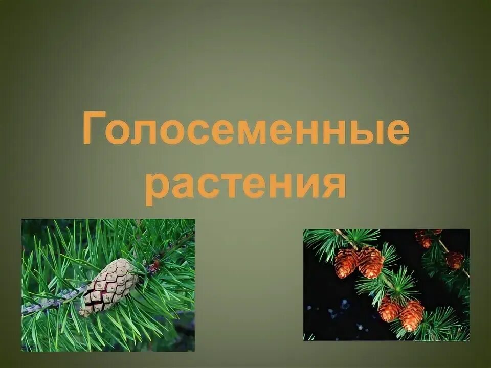 Проект по биологии 7 класс голосеменные растения Картинки 5 ПРИМЕРОВ ГОЛОСЕМЕННЫХ РАСТЕНИЙ