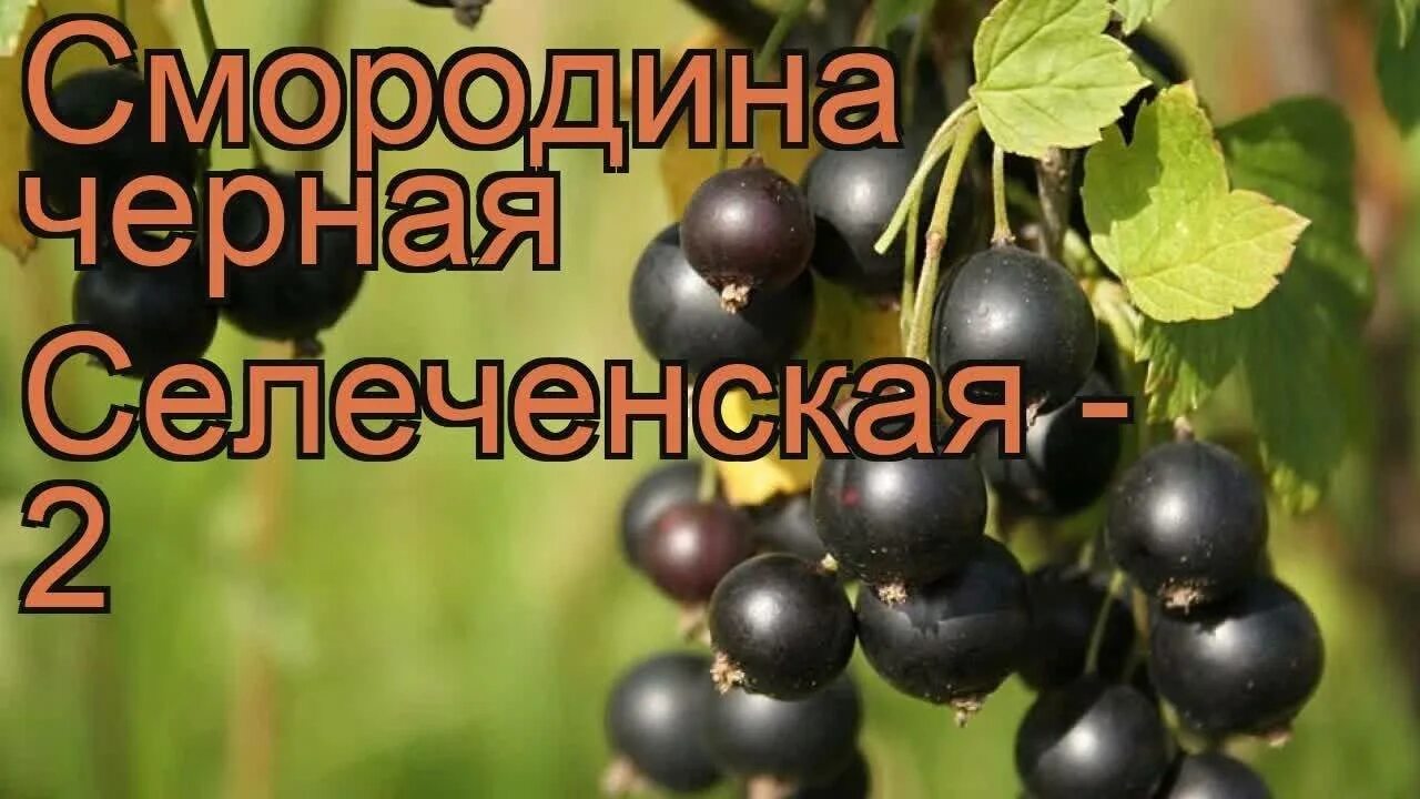 Селеченская 2 смородина описание сорта фото отзывы. Смородина Селеченская 2. Сорт смородины Селеченская 2. Смородина черная Селеченская 2. Сорт смородины Селеченская.