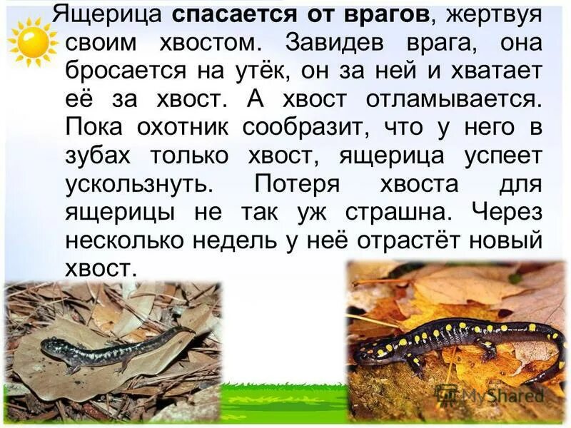 Ящерица для дошкольников. Ящерки из красной книги. Рассказ о ящерице. Описание ящерицы. Доклад про ящерицу 3 класс окружающий мир.