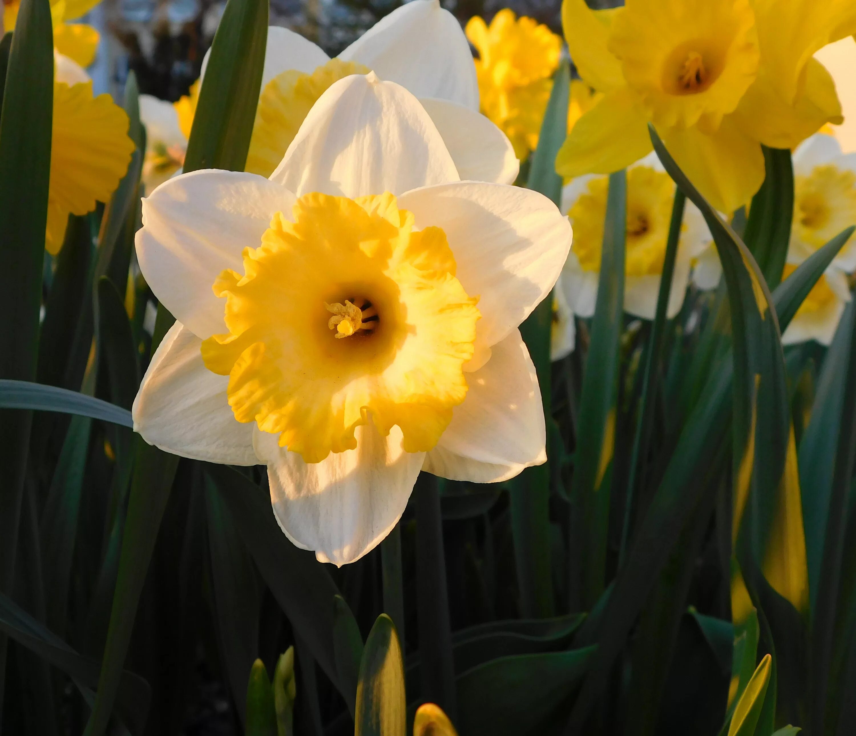 Каких цветов бывают нарциссы. Нарцисс Tiritomba. Cassata Нарцисс. Daffodil Нарцисс. Нарцисс Долли Моллинджер.