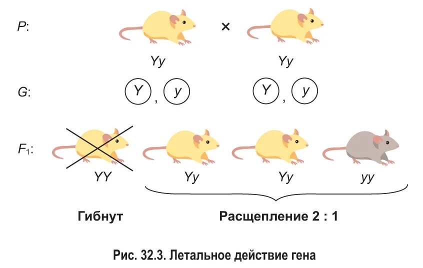 Анализирующее скрещивание. Множественный аллелизм.. Неполное доминирование анализирующее скрещивание. Наследование окраски у мышей. Летальные гены примеры у животных.