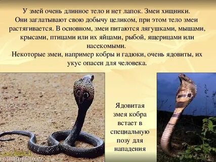 Туловище змеи