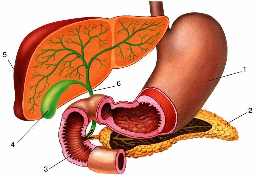 Желудок печень поджелудочная железа желчный пузырь. Печень двенадцатиперстная кишка поджелудочная железа. Поджелудочная железа 3д анатомия. Печень и поджелудочная железа анатомия.