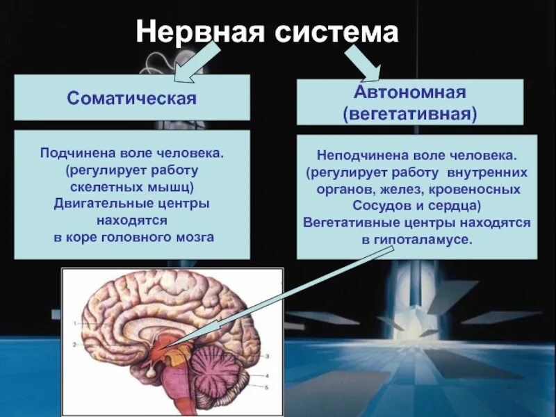 Как нервная система регулирует работу органов биология. Соматический и вегетативный отделы нервной системы. О соматической нервной системе о соматической нервной системе. Нервная система вегетативная и Соматическа. Нервная система вегетативная нервная система.