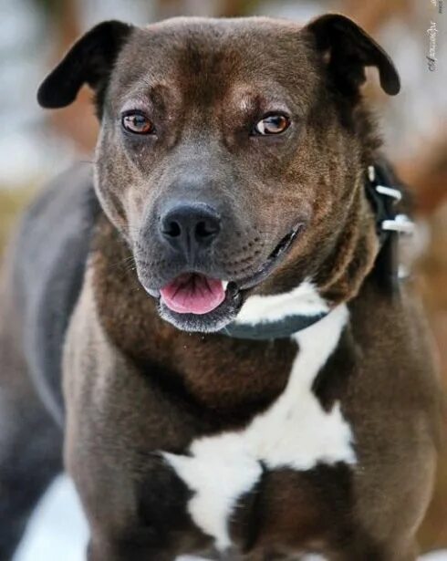 питбультерьер тигровый. питбультерьер фаворит чемпион. питбуль купить щенка уфа. метис питбуля черно белый. питбуль добрый.