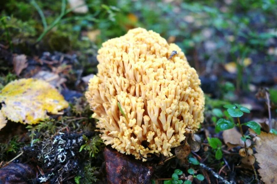 Рамария желтая гриб фото. Рамария золотистая - ramaria aurea. Рогатик желтый гриб. Гриб рогатик рамария. Рогатик оленьи рожки гриб.