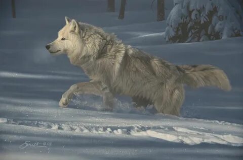 Daniels wolf