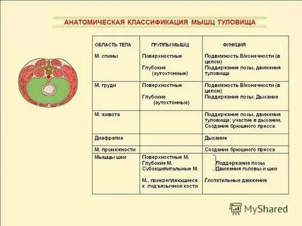 Систематика анатомии