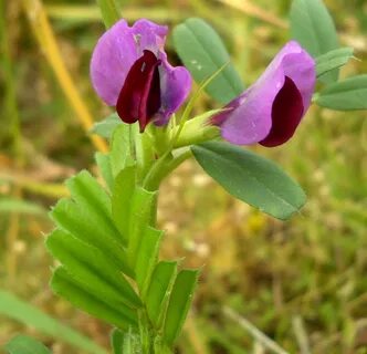 Plant wiki