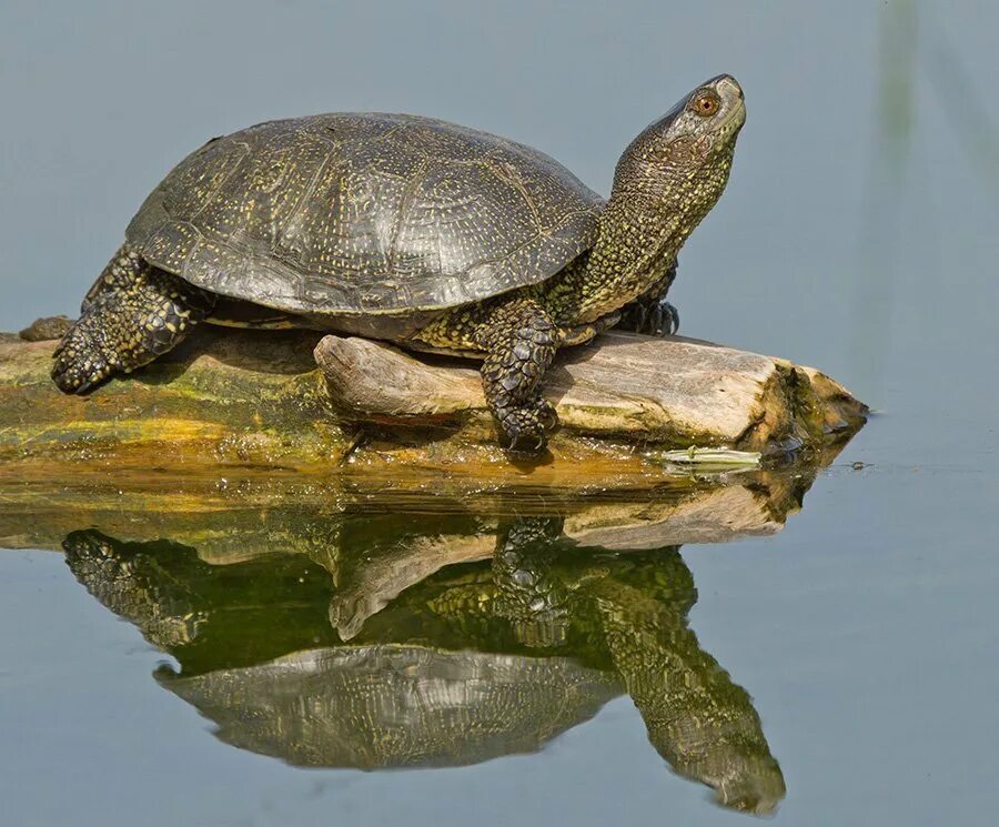 Крупное водное пресмыкающееся. Европейская Болотная черепаха. Болотная черепаха Emys orbicularis (Linnaeus, 1758). Черепашата европейской Болотной черепахи. Среднеазиатская Болотная черепаха.