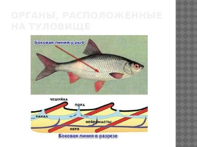 Органы боковой линии у каких рыб. Боковая линия у рыб. Строение боковой линии у рыб. Органы боковой линии. Схема строения боковой линии рыб.