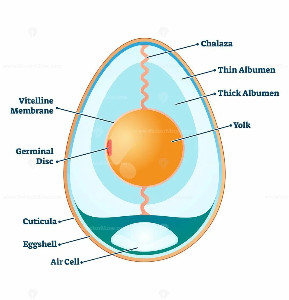 Яйцо 1 клетка. Yaitse klketki. Строение яйца. Клеточное яйцо. Яйца клетки женщины.