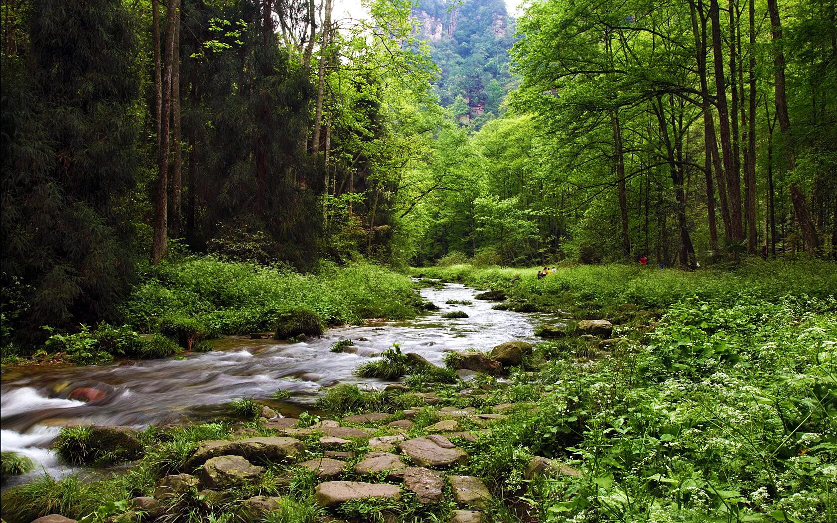 шварцвальд тропа. река гонам якутия. река уллу муруджу. родник, ручек, речка, река. родник ручей в лесу.