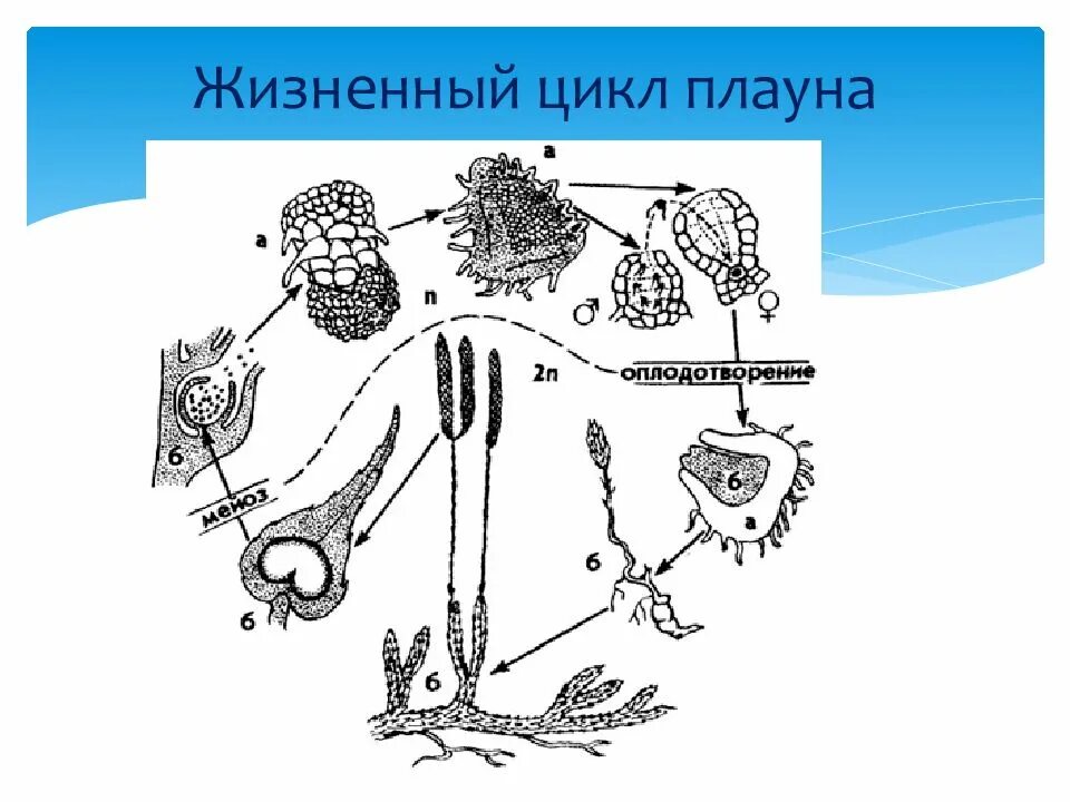 Цикл развития плауна булавовидного. Жизненный цикл плауна булавовидного ЕГЭ. Жизненный цикл плауна булавовидного схема. Цикл развития плауна ЕГЭ.