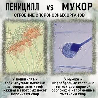 Чем отличается гриб мукор от пеницилла