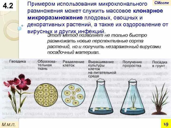 Обработка клеточной массы гормонами высаживание изолированных. Методы микроклонального размножения растений. Микроклональный метод размножения растений ЕГЭ. Метод культуры тканей микроклональное размножение. Стадии микроклонального размножения растений.