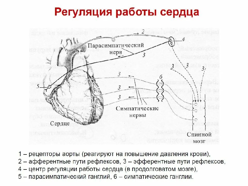 Нервная регуляция сердца схема. Нервные механизмы регуляции работы сердца. Нервные центры регуляции сердечной деятельности. Регуляция сердца физиология. Где расположен безусловно рефлекторной регуляции кровяного