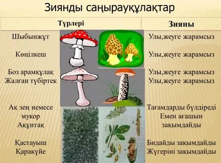 Қызықты жыныстық позициялар бейнелері