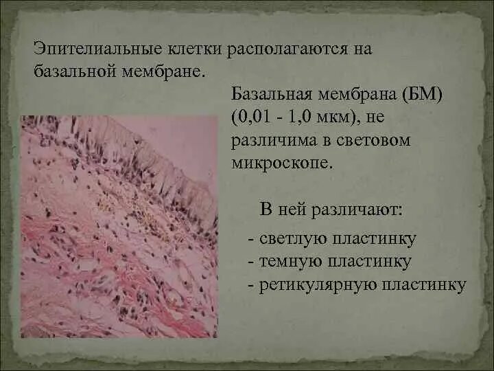 Клетки лежат на базальной мембране. Строение кожи базальная мембрана. Клетки лежат на базальной мембране. Клетки лежат на базальной мембране. Базальная мембрана эпителия гистология.