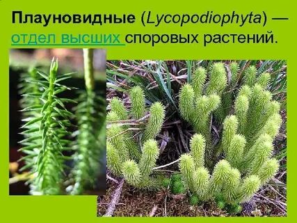 Представители плауновидных растений