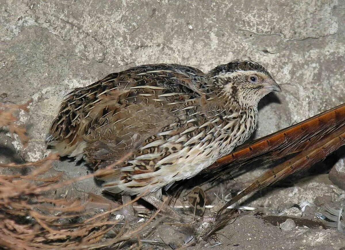 Где перепел поет. Перепел обыкновенный Coturnix Coturnix. Перепел Луговой. Перепел-Арлекин. Перепелка Степная.