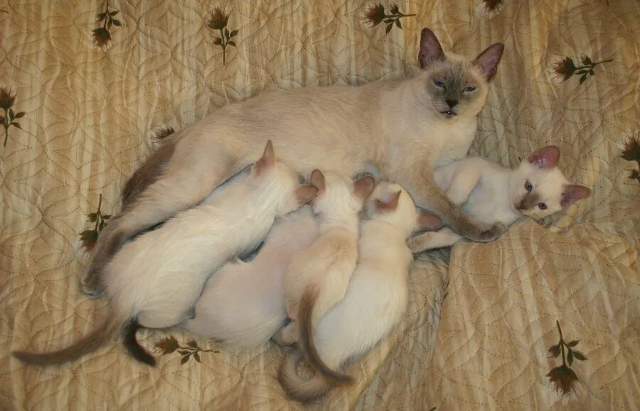 Сколько кошка кормит молоком. Тайские котята 1 месяц. Кошка кормит котят. Кормящая кошка. Тайская кошка с котятами мама.